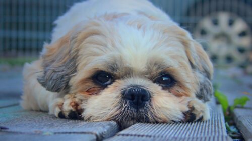 Shih, Tzu, Dog, Muzzle Wallpapers Free Download