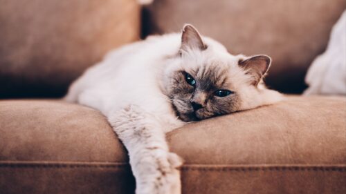 Siamese, Cat, Cats, Pet Wallpapers Free Download