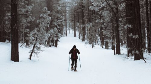 Skier, Forest, Snow 4K Desktop Wallpapers Free Download