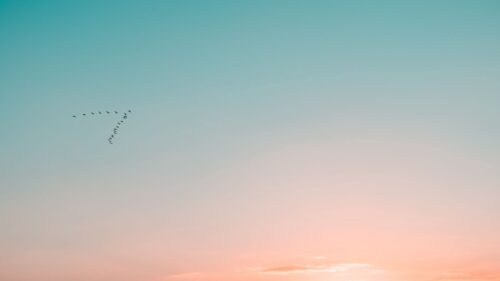 Sky, Birds, Flight 4K Desktop Wallpapers Free Download