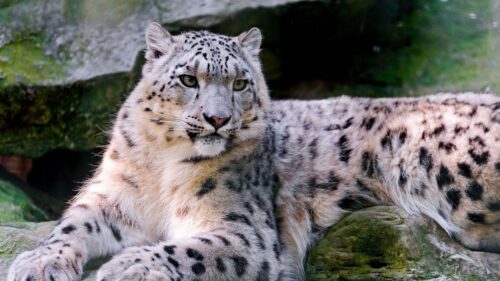 Snow, Leopard, Big, Cat 4K Desktop Wallpapers Free Download