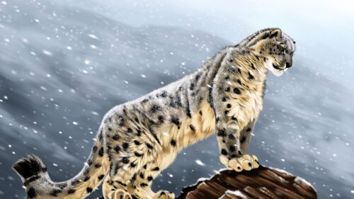 Snow, Leopard, Big Cat, Predator 4K Desktop Wallpapers Free Download