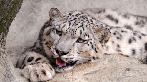 Snow, Leopard, Lying, Teeth, Predator 4K Desktop Wallpapers Free Download