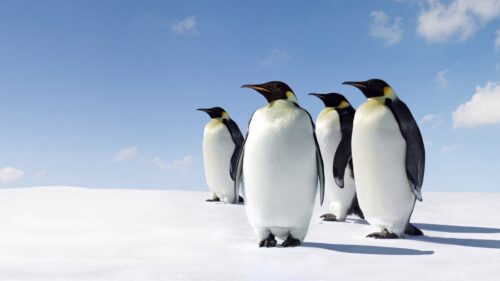 Snow, Penguins, Walk 4K Desktop Wallpapers Free Download