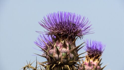 Spanish, Artichoke, Plant HD Wallpapers Free Download