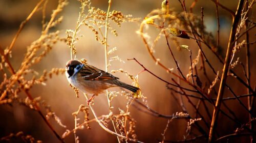 Sparrow, Birds, Branches HD Wallpapers Free Download