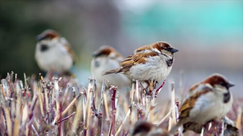 Sparrows, Branch, Birds HD Wallpapers Free Download