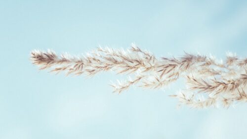 Spikelet, Sky, Macro HD Wallpapers Free Download
