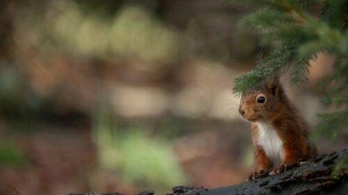 Squirrel, Animal, Brown Wallpapers Free Download