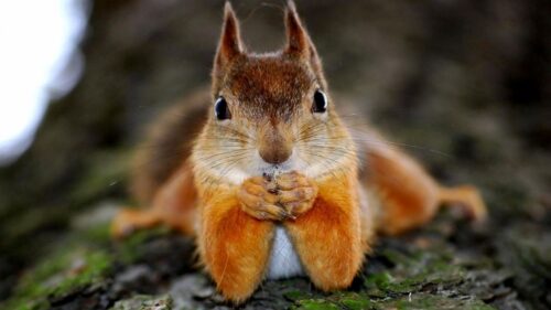 Squirrel, Animal, Look Wallpapers Free Download