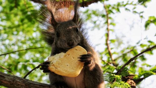 Squirrel, Cookies, Food Wallpapers Free Download