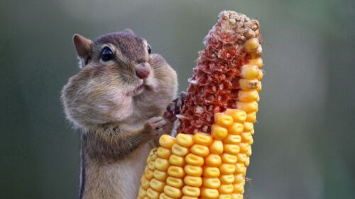 Squirrel, Food, Corn Wallpapers Free Download