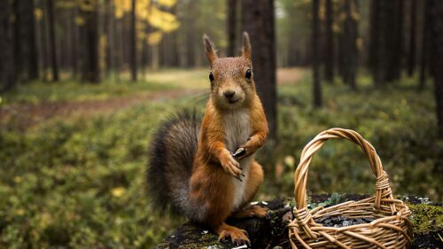 Squirrel, Grass, Shopping Wallpapers Free Download