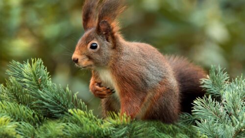 Squirrel, Spruce, Blur Wallpapers Free Download