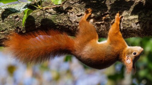 Squirrel, Tree, Upside, Down Wallpapers Free Download
