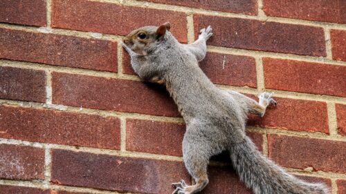 Squirrel, Wall, Climbing, Tail Wallpapers Free Download