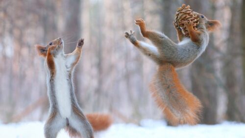 Squirrels, Cones, Snow, Fun Wallpapers Free Download