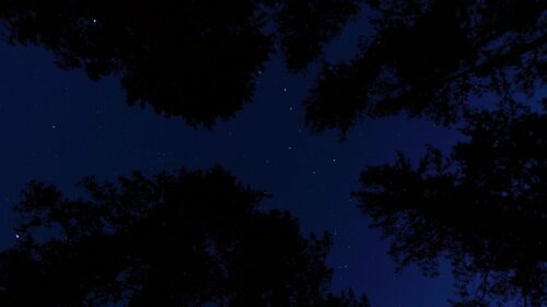 Starry, Sky, Trees, Night Wallpapers Free Download