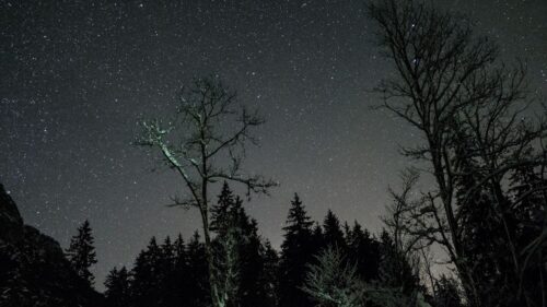 Stars, Night, Sky, Trees Wallpapers Free Download