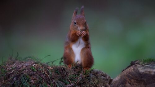 Stones, Moss, Squirrel, Red Wallpapers Free Download