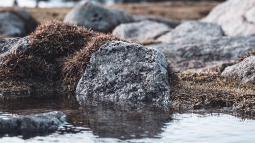 Stones, Water, Grass Wallpapers Free Download