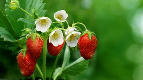Strawberries, Berries, Ripe Wallpapers Free Download (2)