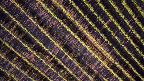 Stripes, Field, Plants Wallpapers Free Download