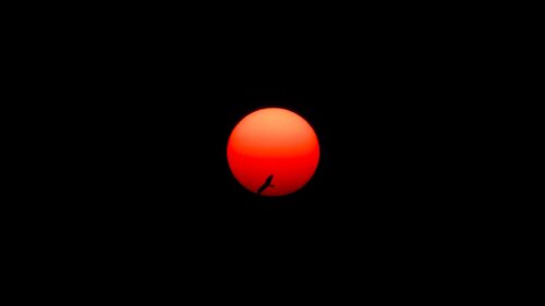 Sun, Bird, Circle Wallpapers Free Download