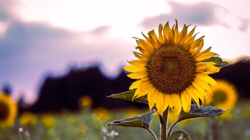 Sunflower, Bloom, Field Wallpapers Free Download