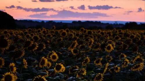 Sunflowers, Field, Sunset Wallpapers Free Download