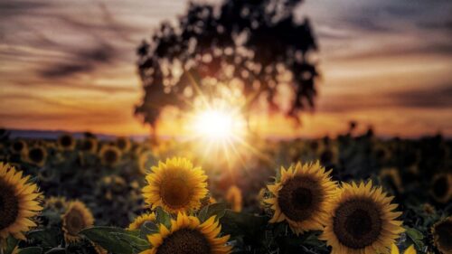 Sunflowers, Flowers, Petals Wallpapers Free Download