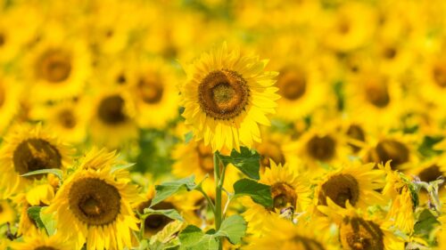 Sunflowers, Flowers, Yellow Wallpapers Free Download