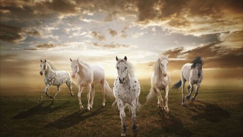 Sunset, Field, Horses Wallpapers Free Download