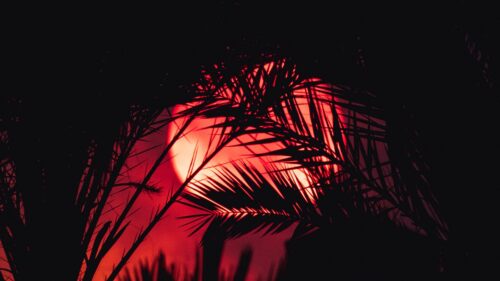 Sunset, Palm, Tree, Silhouette Wallpapers Free Download