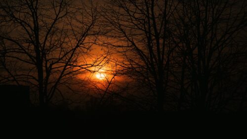 Sunset, Sun, Branches Wallpapers Free Download