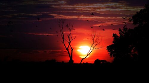 Sunset, Tree, Sky, Birds Wallpapers Free Download