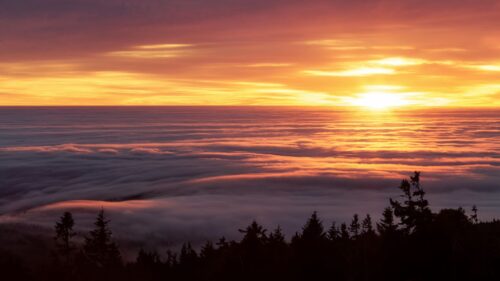 Sunset, Trees Wallpapers Free Download
