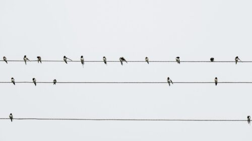 Swallows, Birds, Wires Wallpapers Free Download