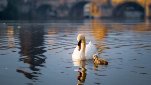 Swan, Bird, Lake Wallpapers Free Download