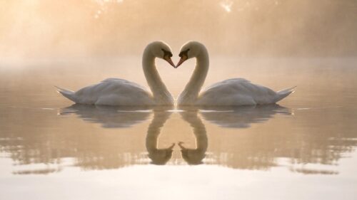 Swans, Lake, Love, Heart Wallpapers Free Download