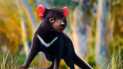 Tasmanian, Devil, Beast, Animal Wallpapers Free Download