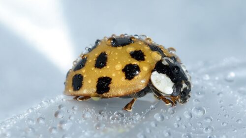 The Best Wallpapers Related to Ladybug, Drop, Surface
