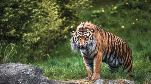 Tiger, Aggression, Teeth, Face HD Wallpapers Free Download