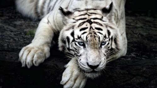 Tiger, Albino, Lie, Muzzle HD Wallpapers Free Download