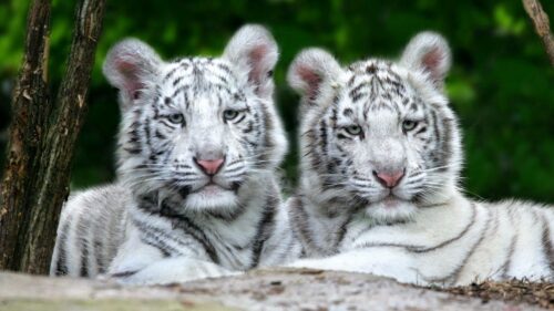 Tiger, Albino Striped Predator HD Wallpapers Free Download