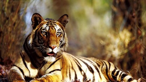 Tiger, Autumn, Foliage, Lie HD Wallpapers Free Download