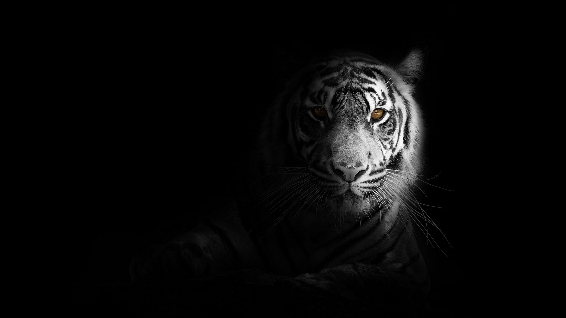 Jungle Tiger Wallpaper