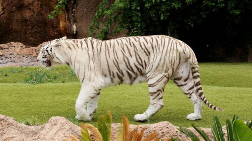 Tiger, Carnivore, Walking, Grass HD Wallpapers Free Download