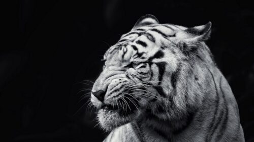 Tiger, Face, Eyes HD Wallpapers Free Download