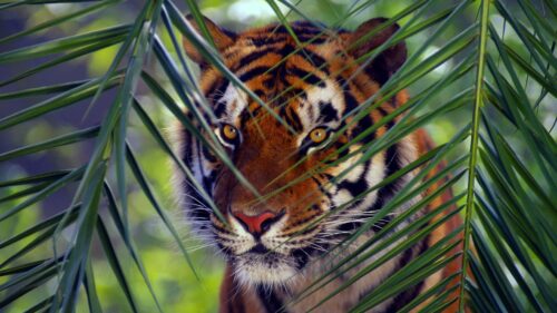 Tiger, Face, Leaves, Look HD Wallpapers Free Download